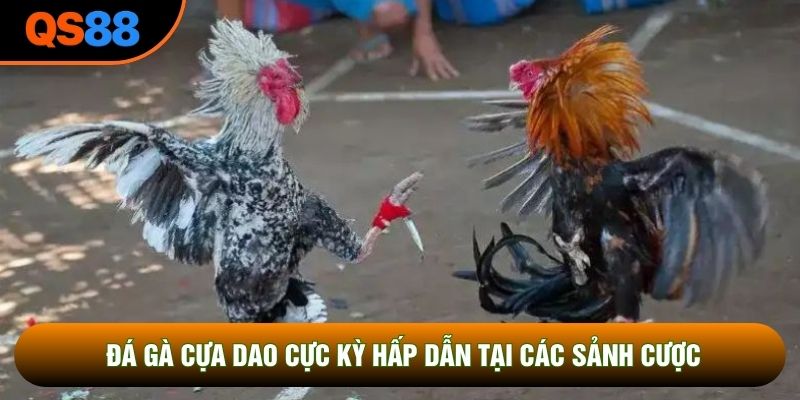 Đá gà cựa dao cực kỳ hấp dẫn tại các sảnh cược