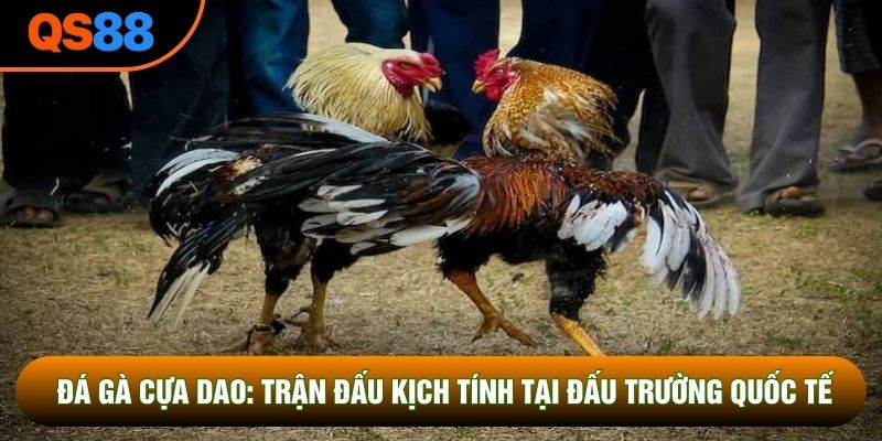 Đá Gà Cựa Dao: Trận Đấu Kịch Tính Tại Đấu Trường Quốc Tế