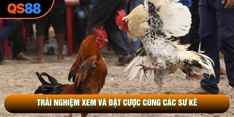 Trải nghiệm xem và đặt cược cùng các sư kê