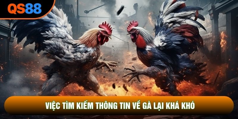 Việc tìm kiếm thông tin về gà lại khá khó